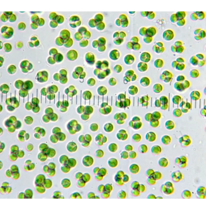 顯微鏡下的綠藻