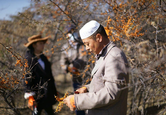 沙棘果的產地西藏